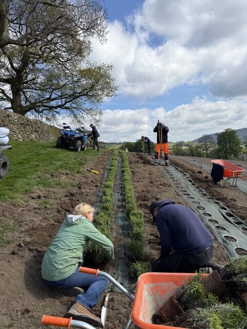 Lavender planted through Dual Layer Commercial Green Weed Control