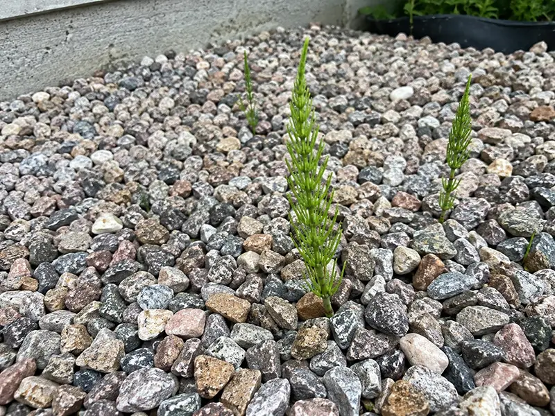 Stop Marestail weeds